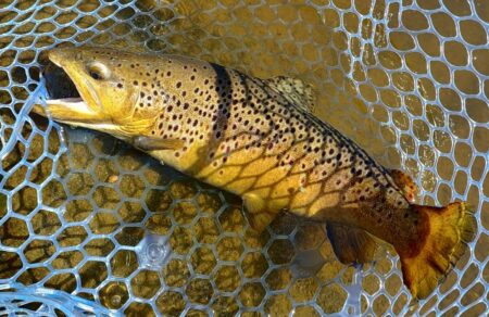 ユスリカ大量ハッチ ～岡崎トラウトポンド～